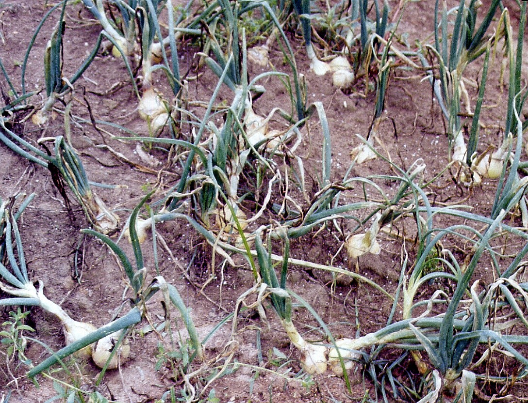<p><b>Desfolha causada pelo míldio em cultivo de cebola.</b></p><p>Autor: Ricardo José Domingues</p>